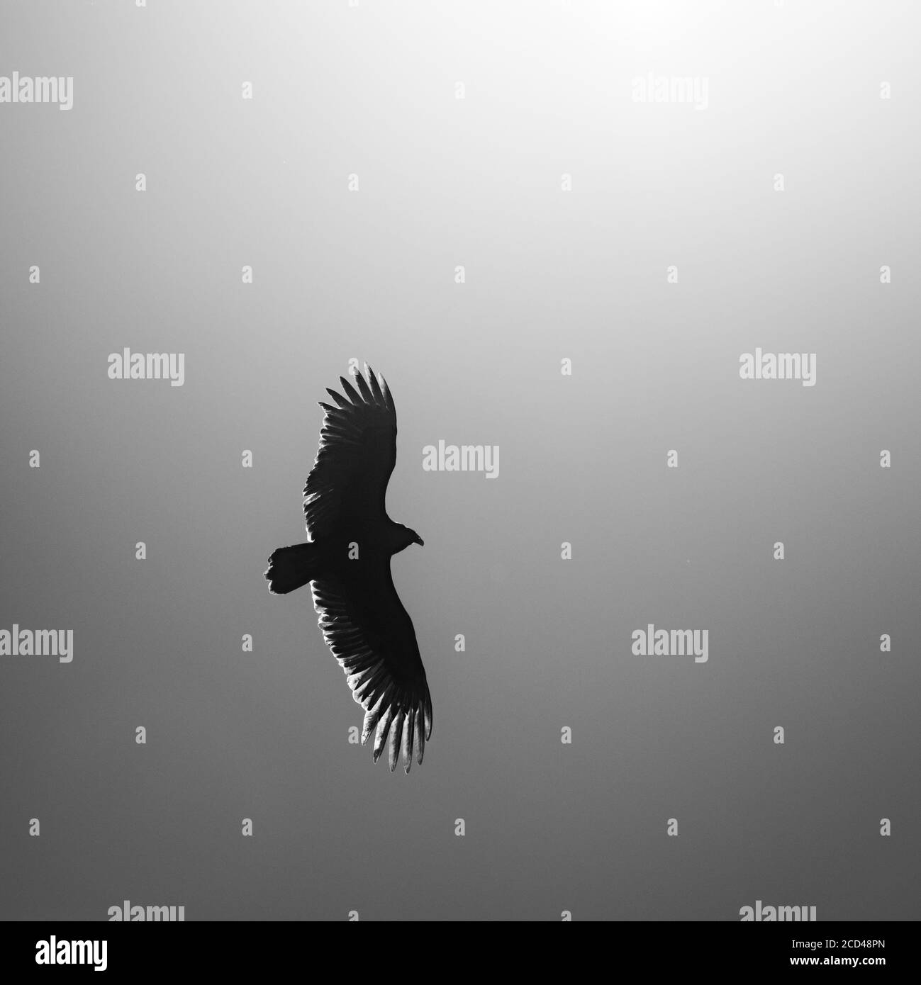 The Woodlands TX USA - 02-07-2020  -  Black Vulture in Sun Lit Blue Sky in B&W Stock Photo