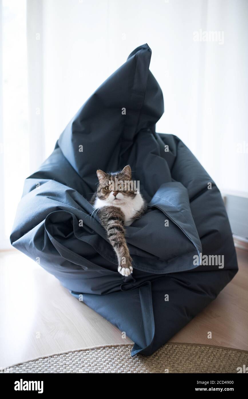 tabby british shorthair cat relaxing like a boss on a bean bag in the living room Stock Photo