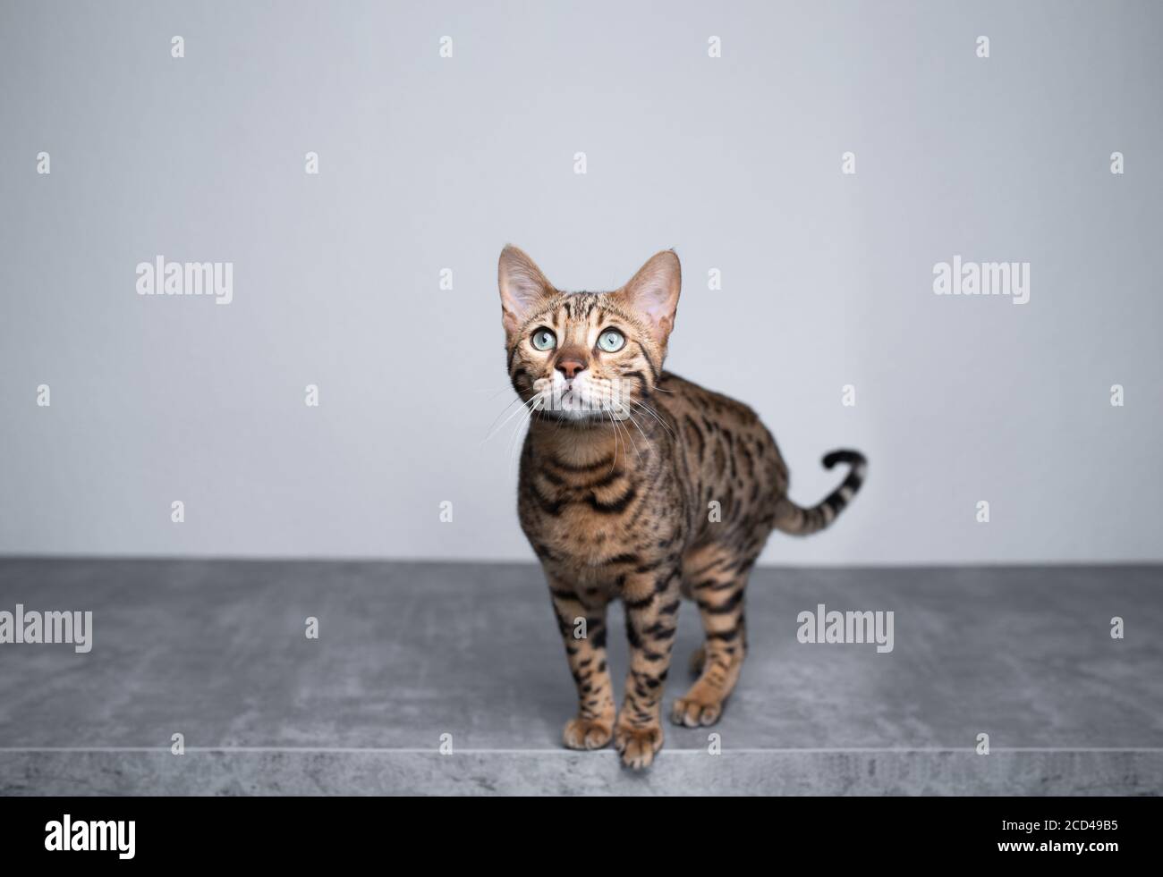 brown spotted tabby bengal kitten standing on concrete floor in front ...