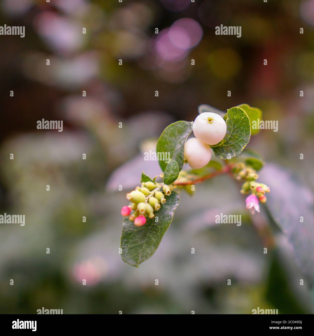 Closeup shot of a white snowberry plant in a city's park Stock Photo