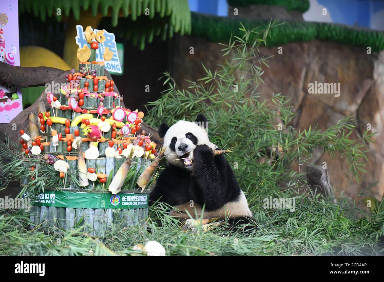 Download One Of The Panda Triplet Is Eating Bamboo From The Three Layered Bamboo Cake Prepared By The Staff Of Chimelong Safari Park To Celebrate Their 6th Bir Stock Photo Alamy