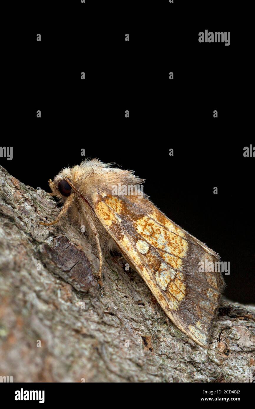 https://c8.alamy.com/comp/2CD4BJ2/frosted-orange-moth-gortyna-flavago-2CD4BJ2.jpg