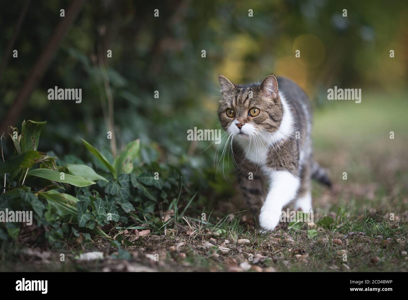 front view of a tabby white british shorthair cat sneaking through the ...