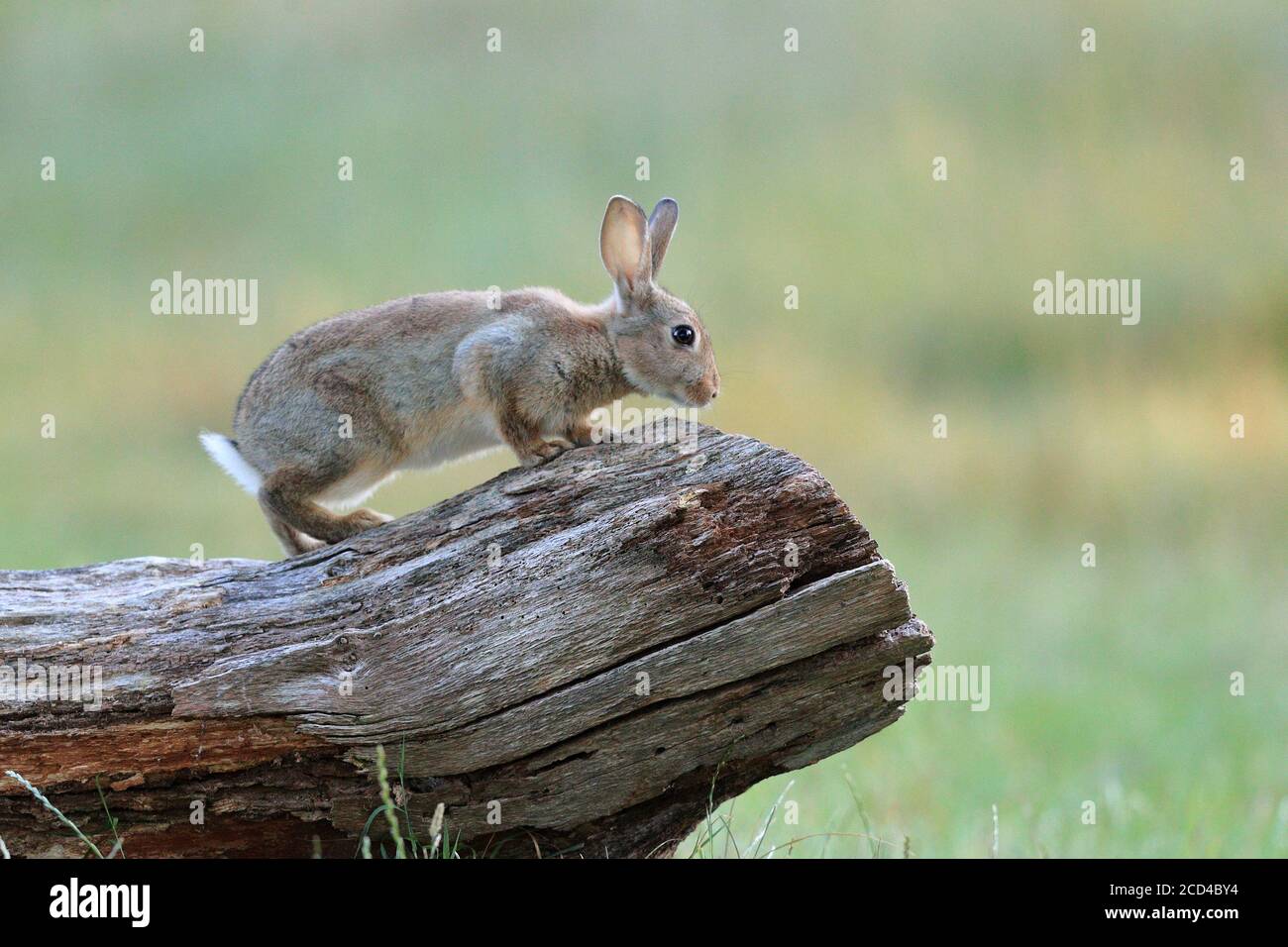 The European rabbit or coney is a species of rabbit native to southwestern Europe and to northwest Africa. Stock Photo