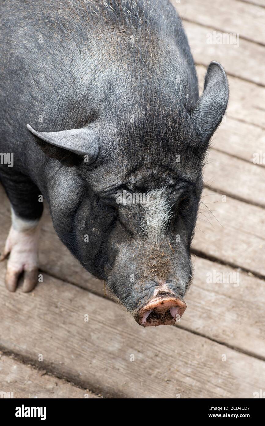 Portrait of Funny spotted black vietnamese pig. Pot-bellied young female pig on wooden floor. Farm animals. Stock Photo