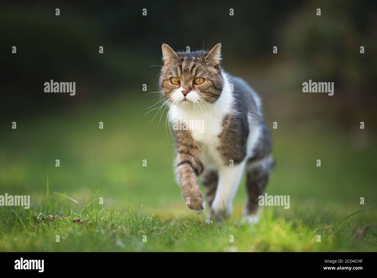 portrait of a tabby british shorthair cat jumping over the lawn in the