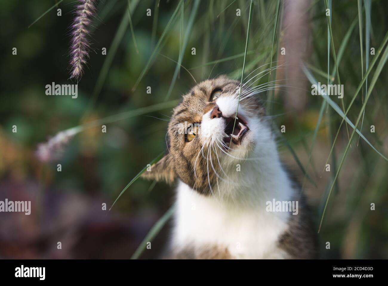 tabby british shorthair cat eating pampas grass in the garden Stock