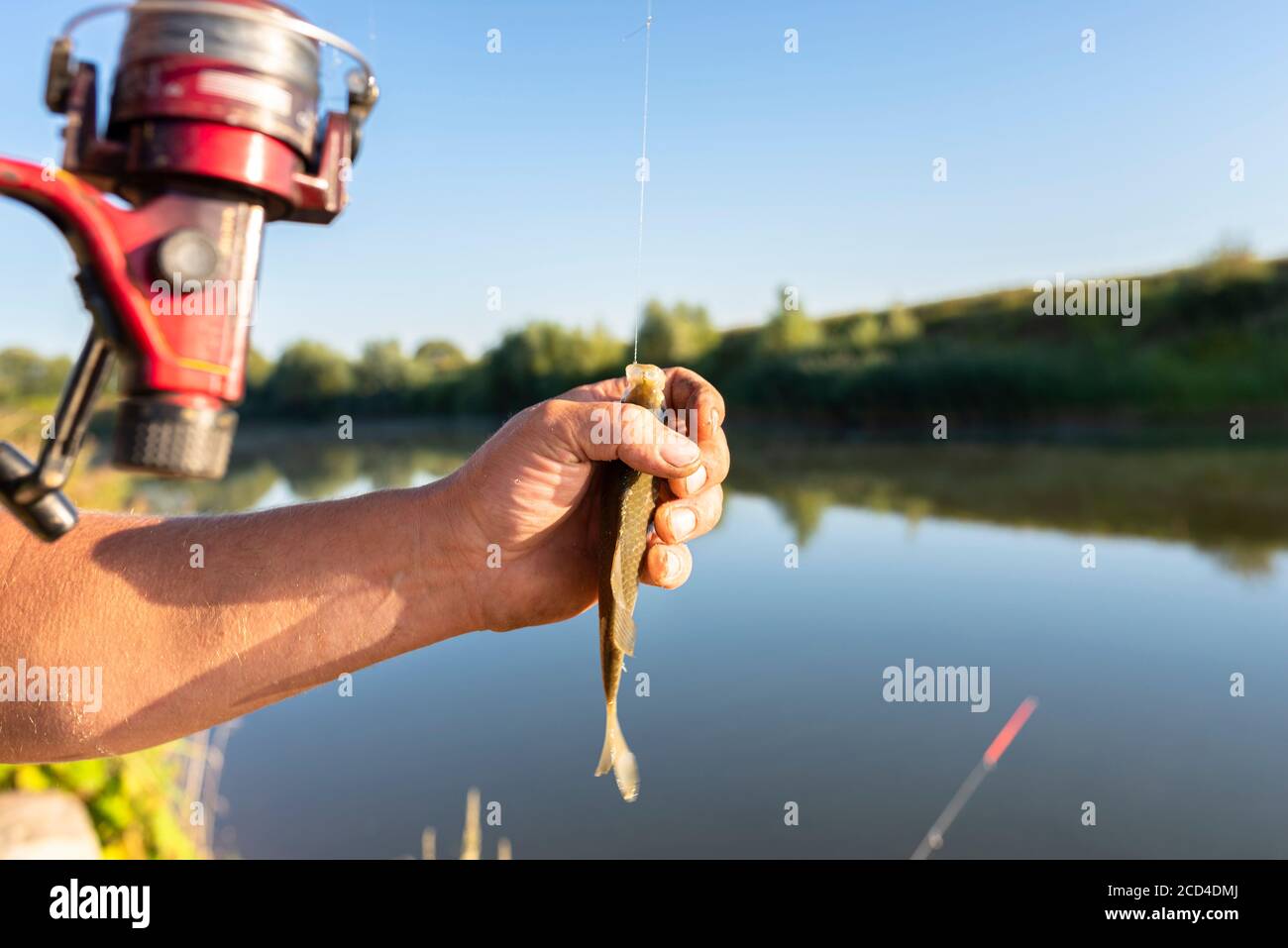 The fisherman takes a crucian fish from a fishing hook, visible hands of a  man and a pond in the background Stock Photo - Alamy