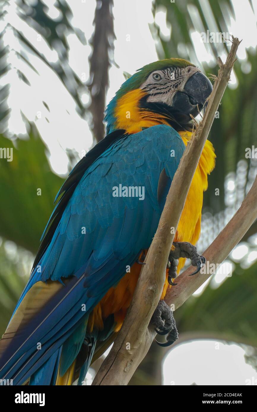 Ara ararauna on the branch. Blue and yellow macaw sitting on a tree. Macaw parrot Stock Photo