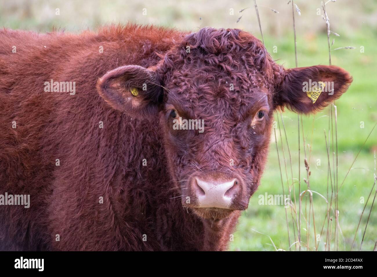 beautiful cow posing for the camera Stock Photo