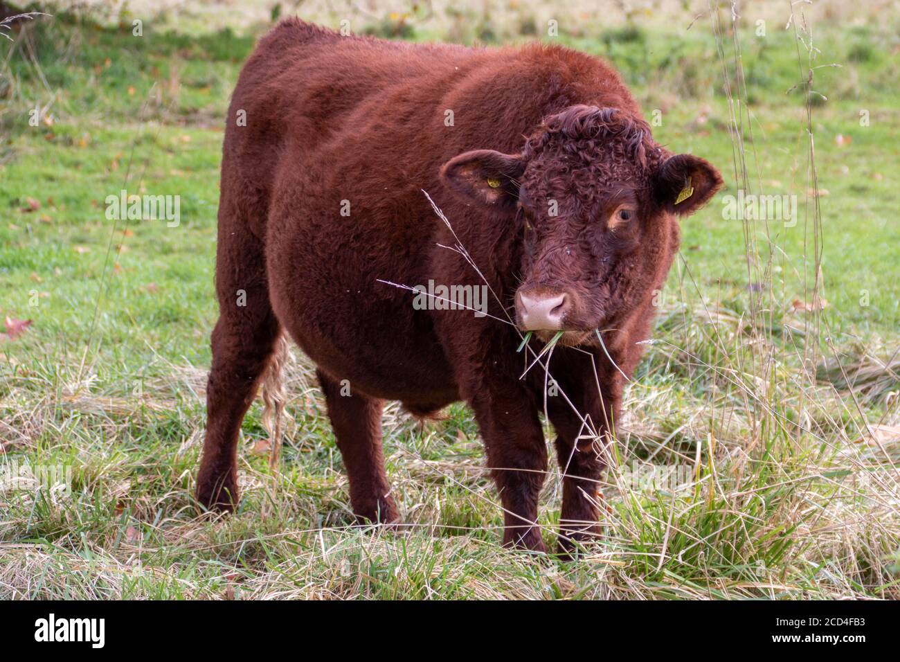 pretty cow munching on some hay Stock Photo