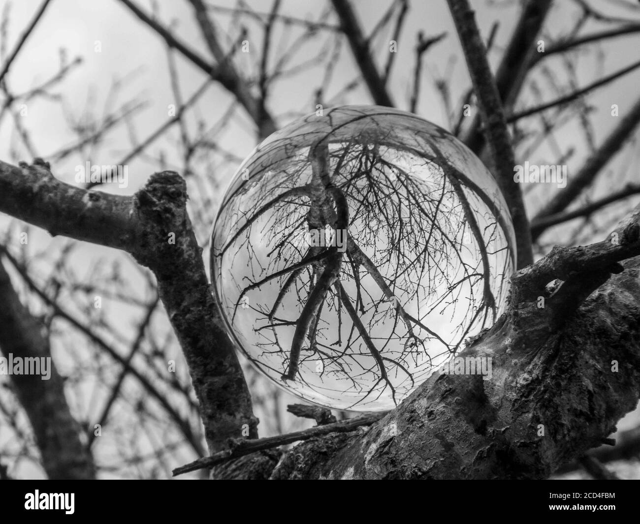 tree by the river reflected upside down in a crystal ball Stock Photo