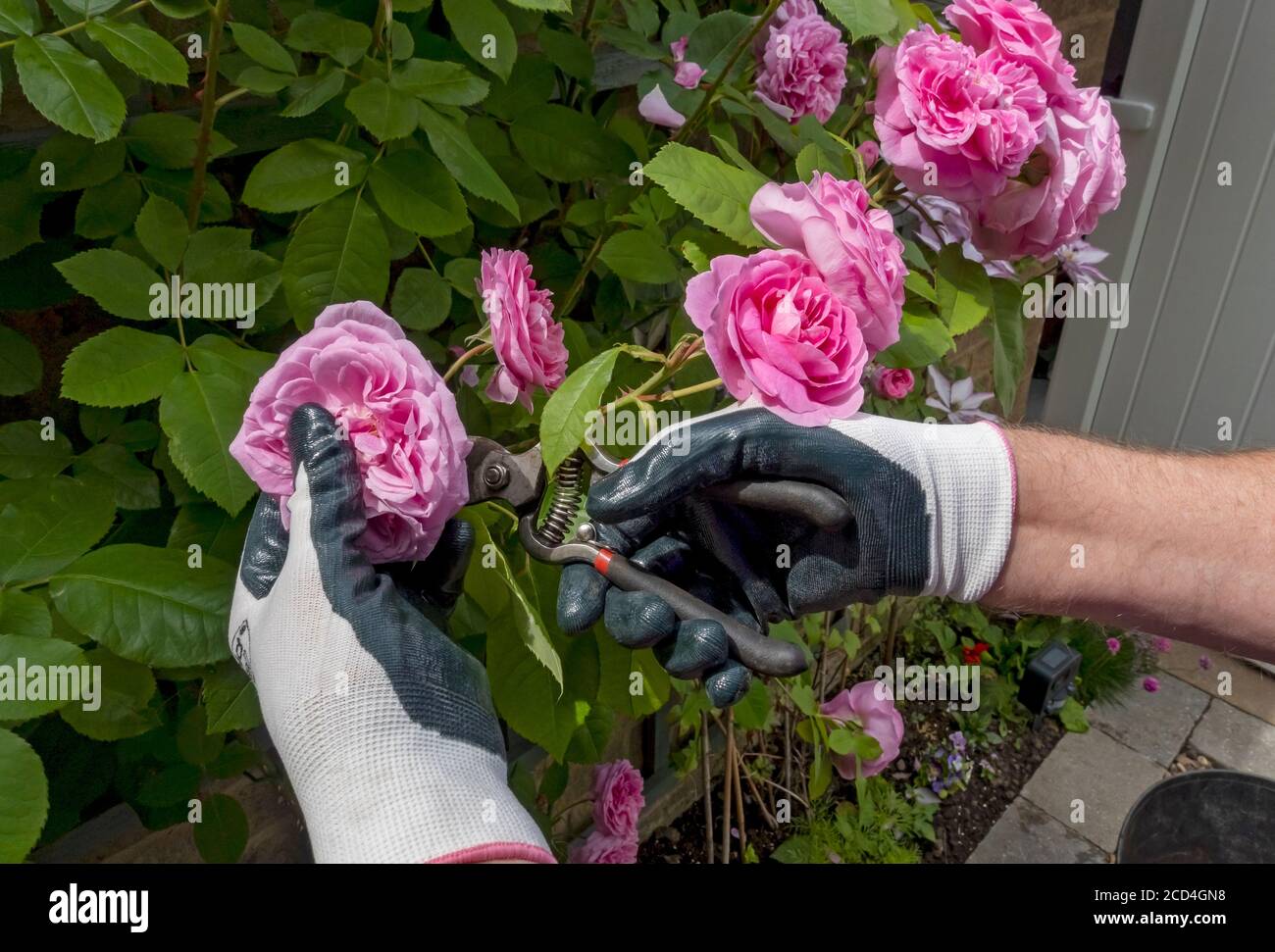 Close up of person gardener using secateurs dead heading pruning pink rose ‘Gertrude Jekyll’ flowers flower in summer England UK Stock Photo
