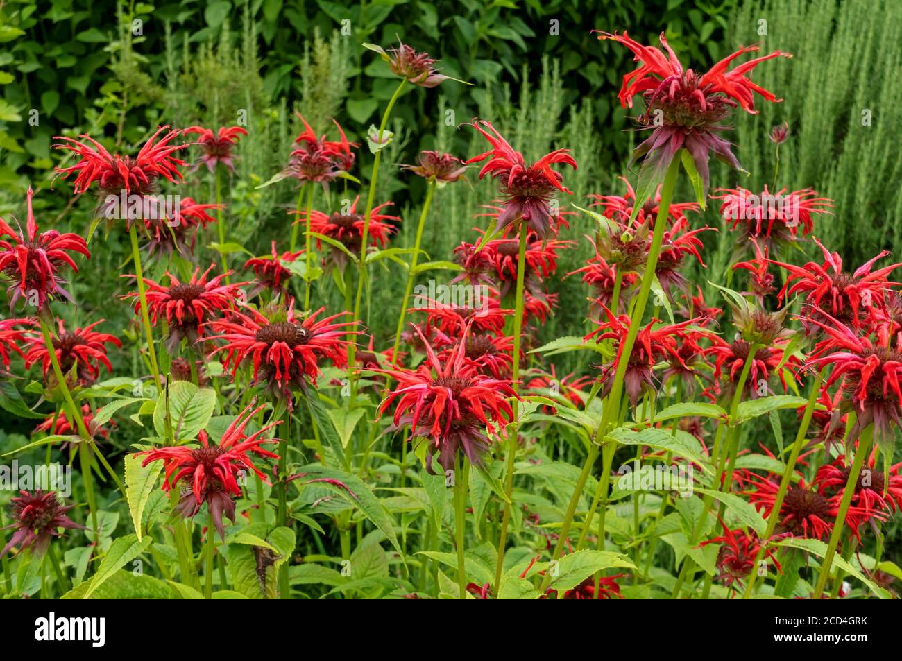 Orange monarda bergamot 'Squaw' flowers Bee balm herbs in summer garden England UK United Kingdom GB Great Britain Stock Photo