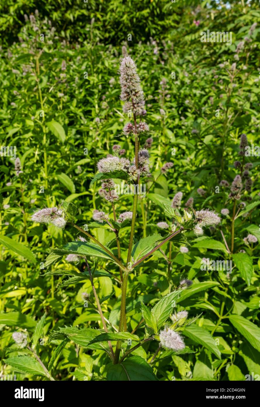 Close up of apple mint (Mentha suaveolens) growing in a herb flower flowers flowering in summer garden England UK United Kingdom GB Great Britain Stock Photo