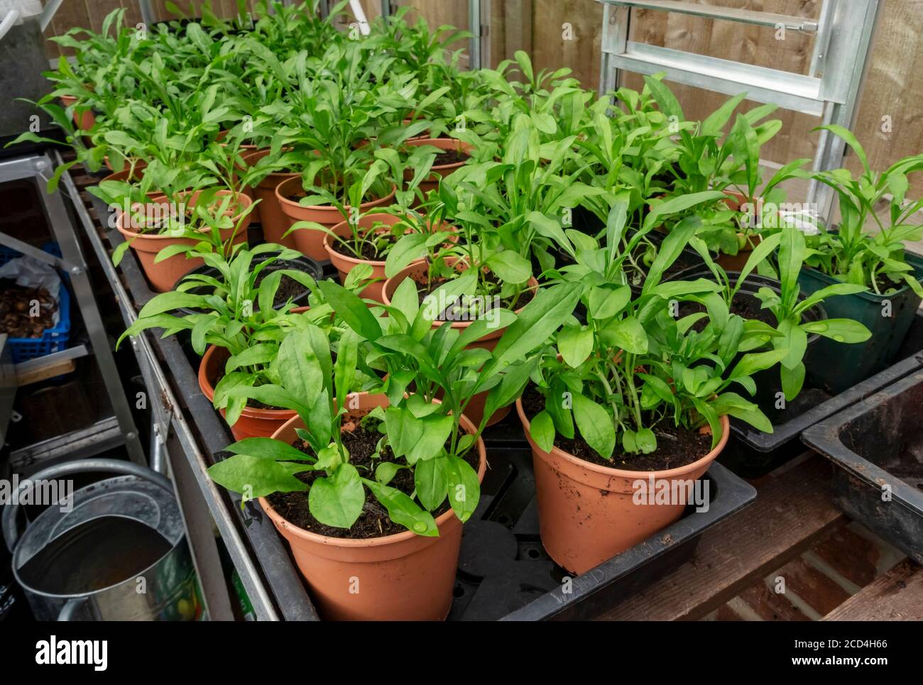 Close up of pots of young wallflower wallflowers bedding plants growing in the greenhouse England UK United Kingdom GB Great Britain Stock Photo
