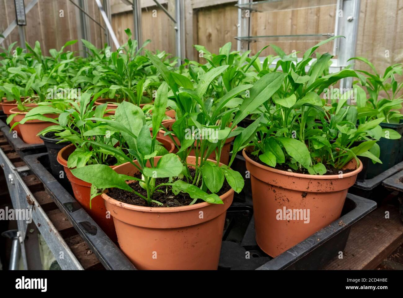 Close up of plant pots of young seedlings wallflower wallflowers bedding plants growing in the greenhouse England UK United Kingdom GB Great Britain Stock Photo