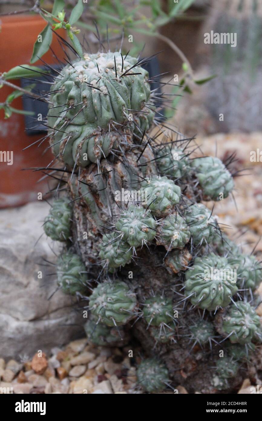 Close up of a small Copiapoa cinera cactus growing in a rock garden Stock Photo