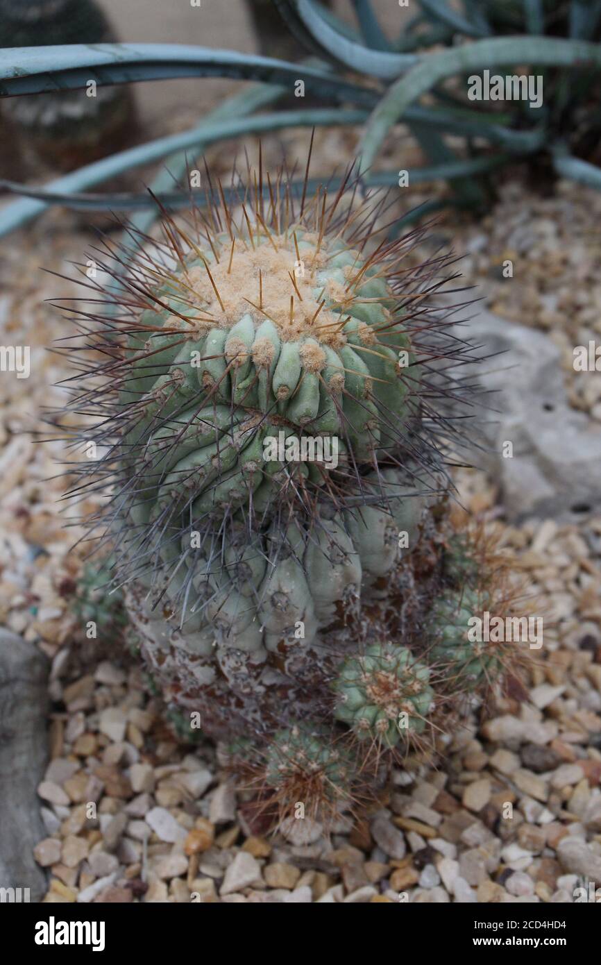 A small Copiapoa cinerea cactus growing in a rock garden Stock Photo