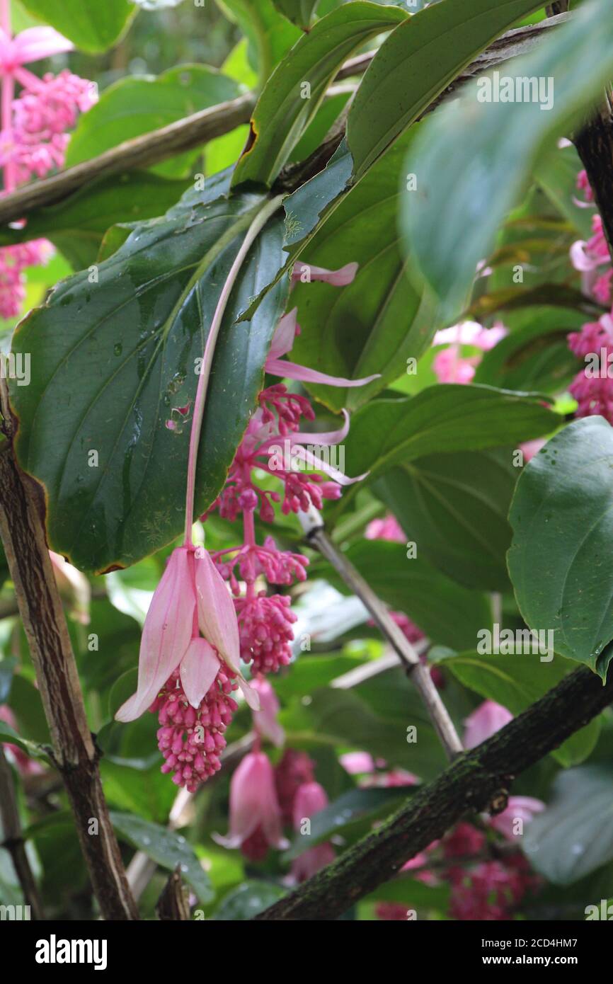 A blooming Medinilla magnifica, Philippine Orchid, plant in a rainforest in Hana, Maui, Hawaii, USA Stock Photo
