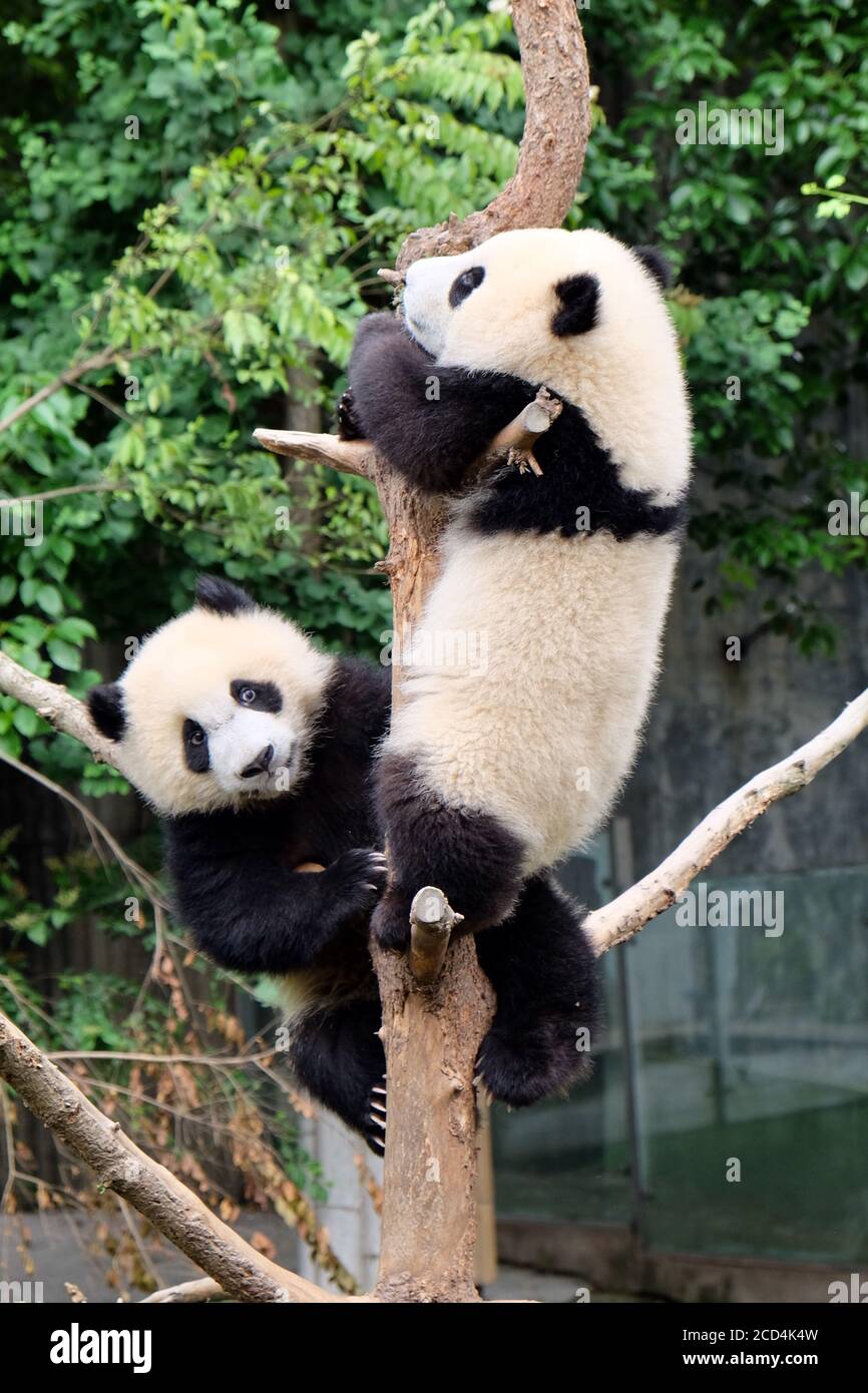 Chinese Rainforest Panda Bear Zoo Animal Inflatable 24" 