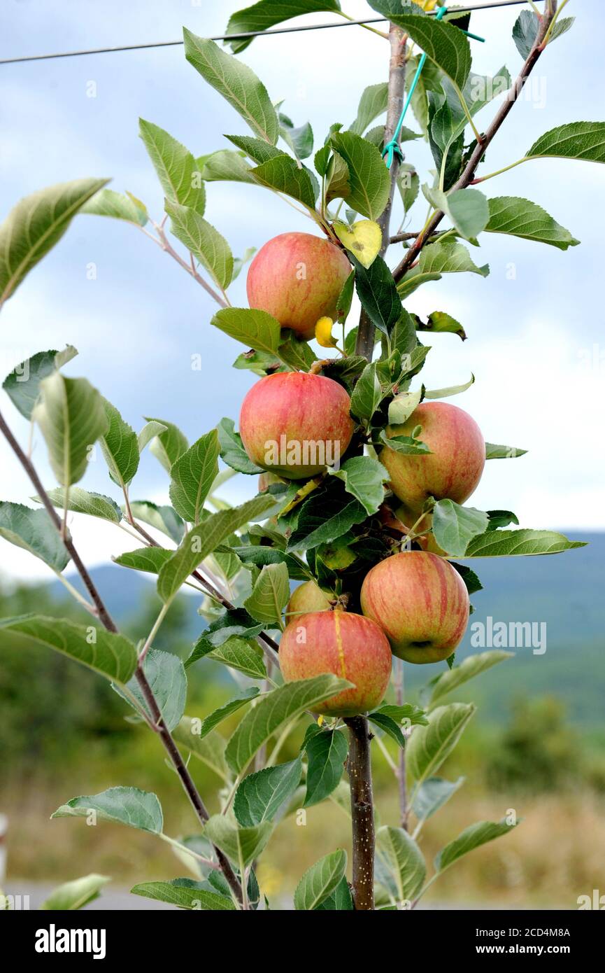 Apple orchard with ripe apples on the trees ready for harvesting Stock ...