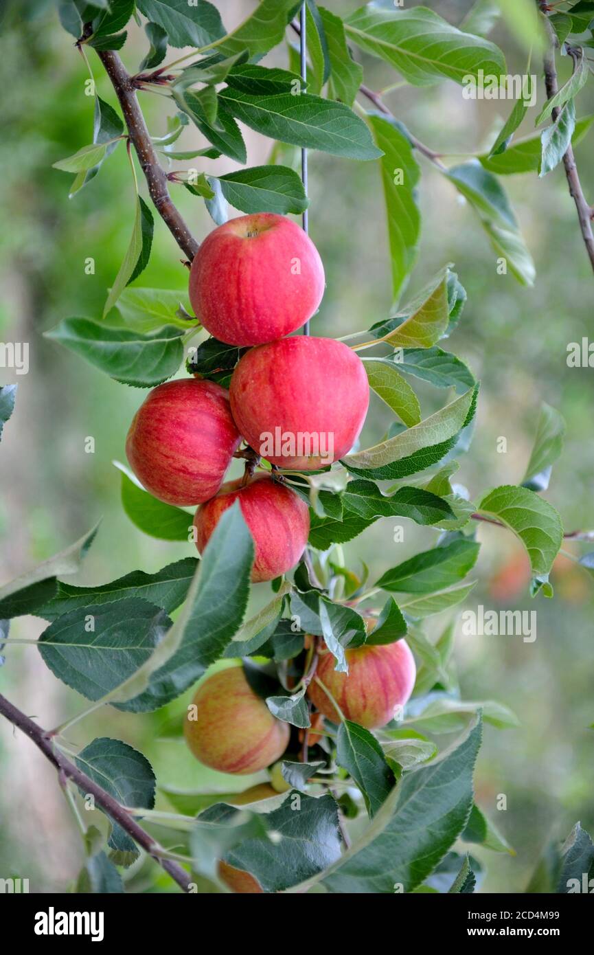 Apple orchard with ripe apples on the trees ready for harvesting Stock ...