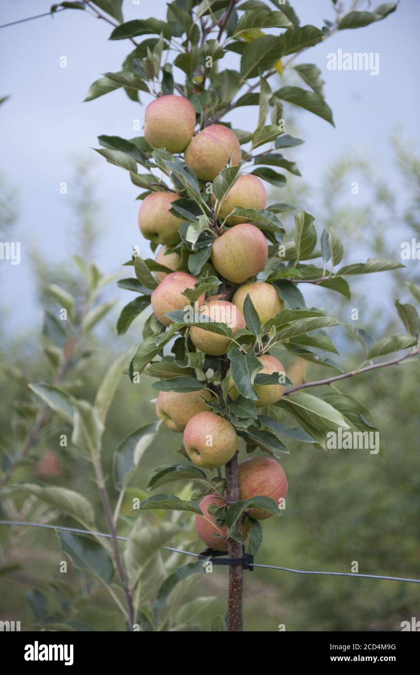 Apple orchard with ripe apples on the trees ready for harvesting Stock ...