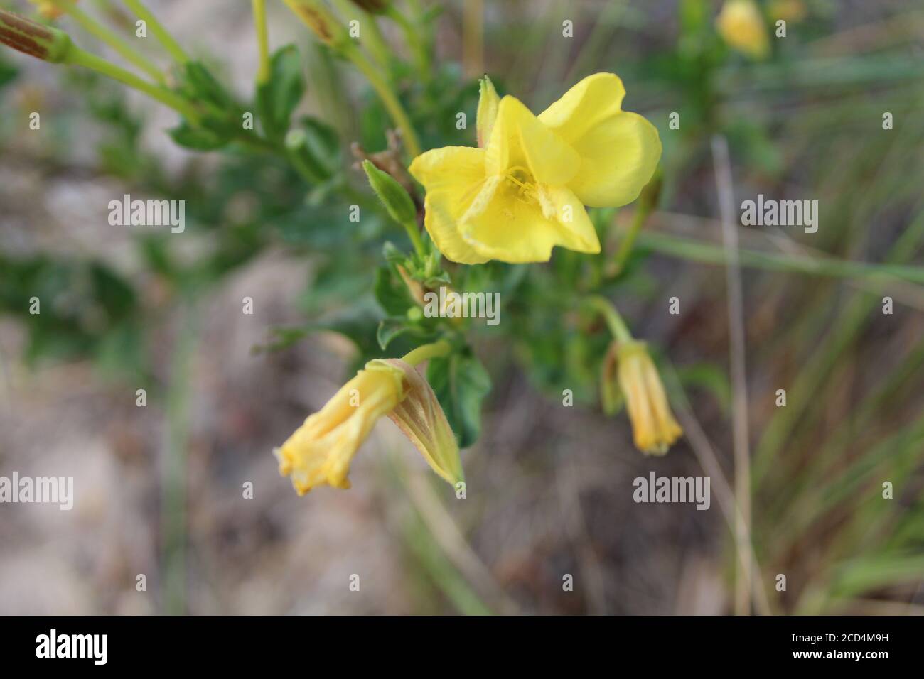 Partially open common evening primrose bloom at Indiana Dunes National Park Stock Photo