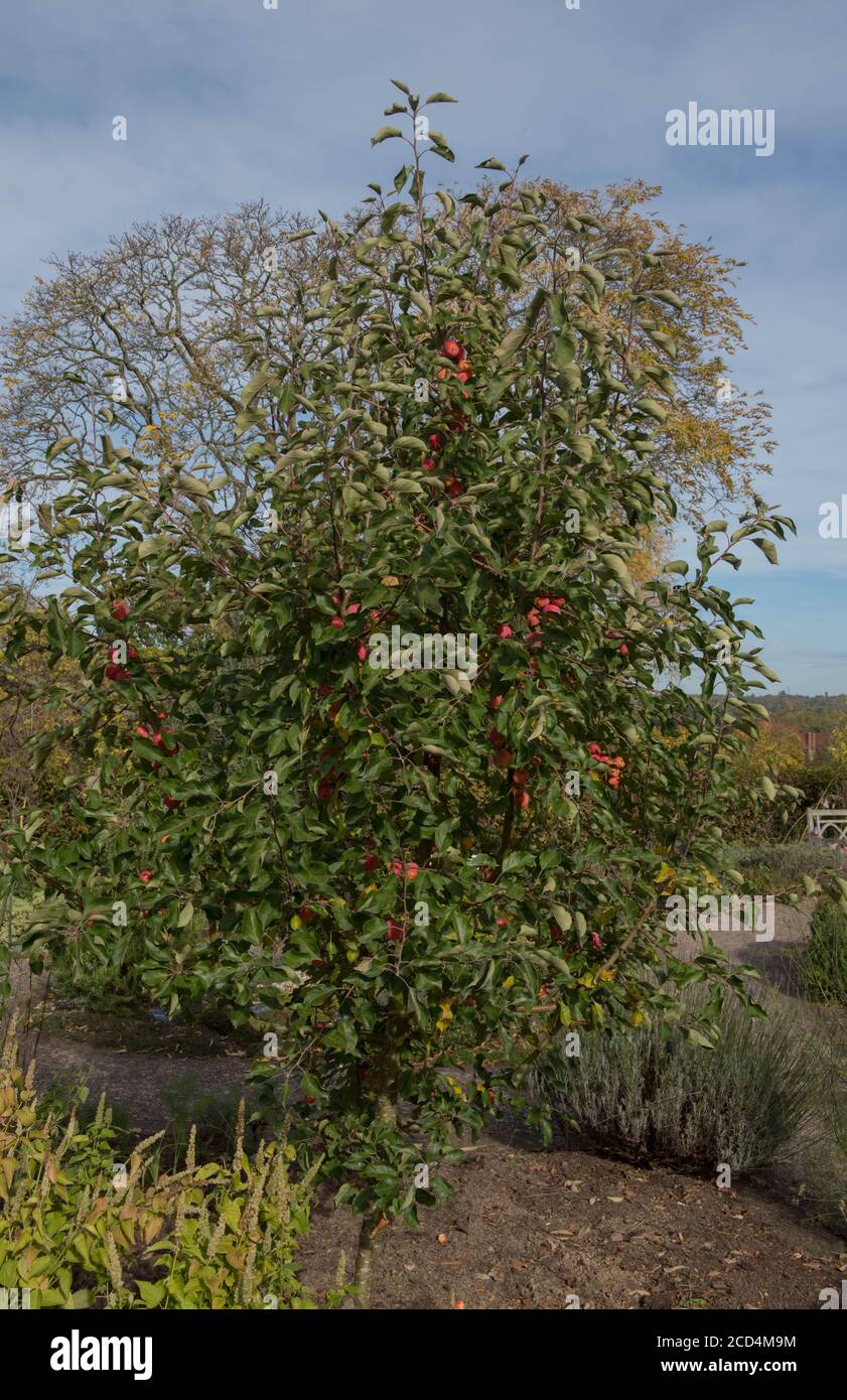 Jelly king crab apple hires stock photography and images Alamy