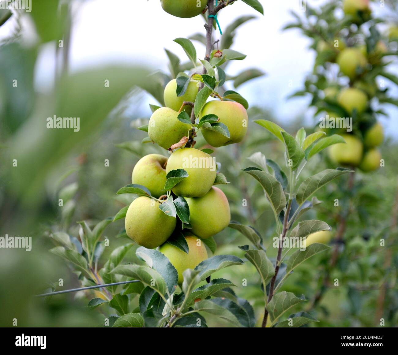 Apple orchard with ripe apples on the trees ready for harvesting Stock ...