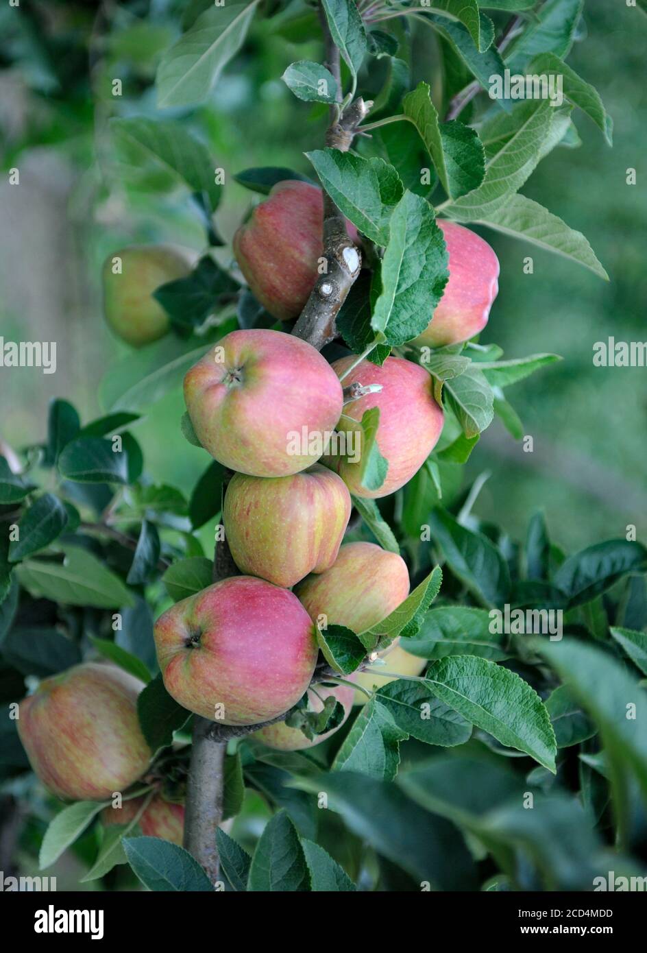 Apple orchard with ripe apples on the trees ready for harvesting Stock ...