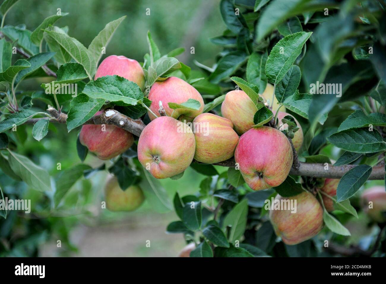 Apple orchard with ripe apples on the trees ready for harvesting Stock ...