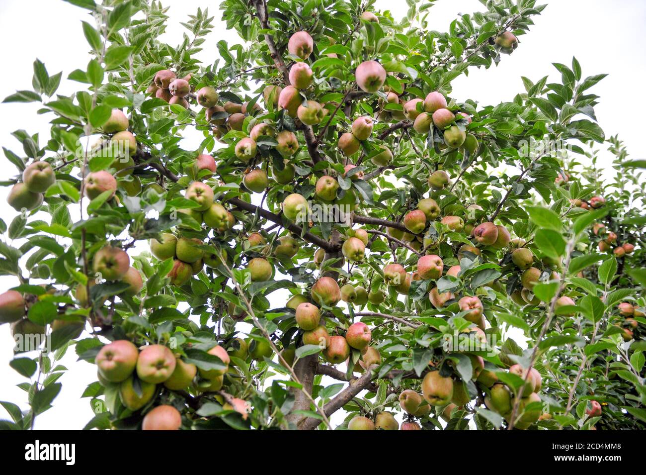 Apple orchard with ripe apples on the trees ready for harvesting Stock ...