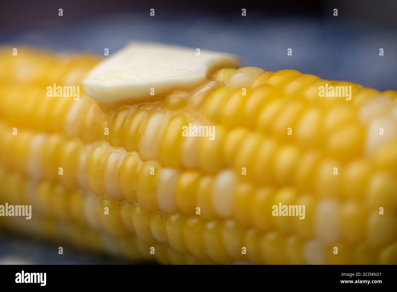 Corn on the cob with a pad of butter, an American summer staple. Stock Photo