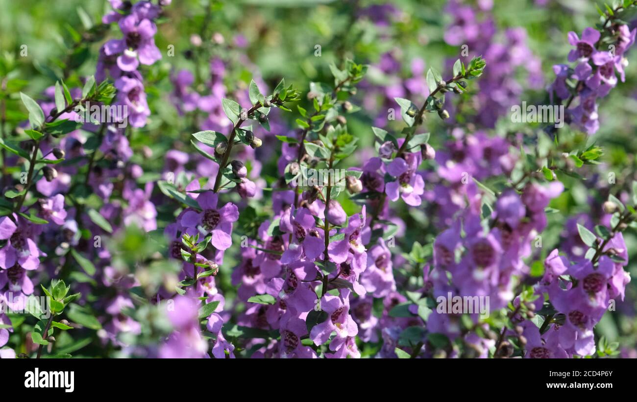 Purple screensaver hi-res stock photography and images - Alamy