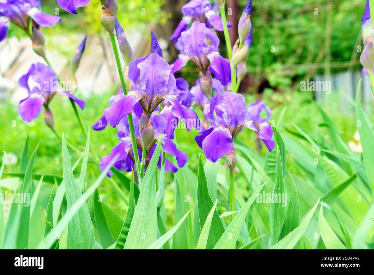 Siberian flowers of Itis Iris sanguinea on a natural green background in spring, selective focus Stock Photo