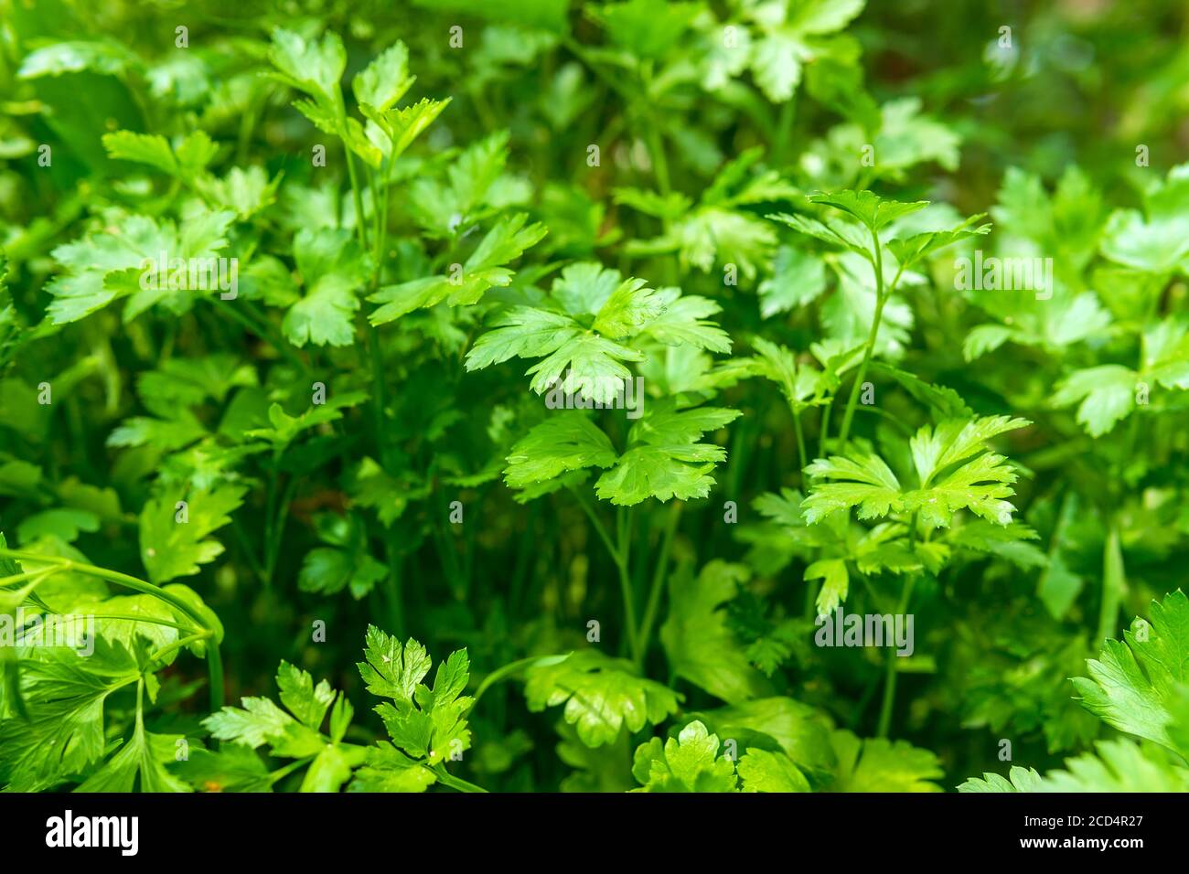 Green and fresh coriander plant also known as cilantro or Chinese