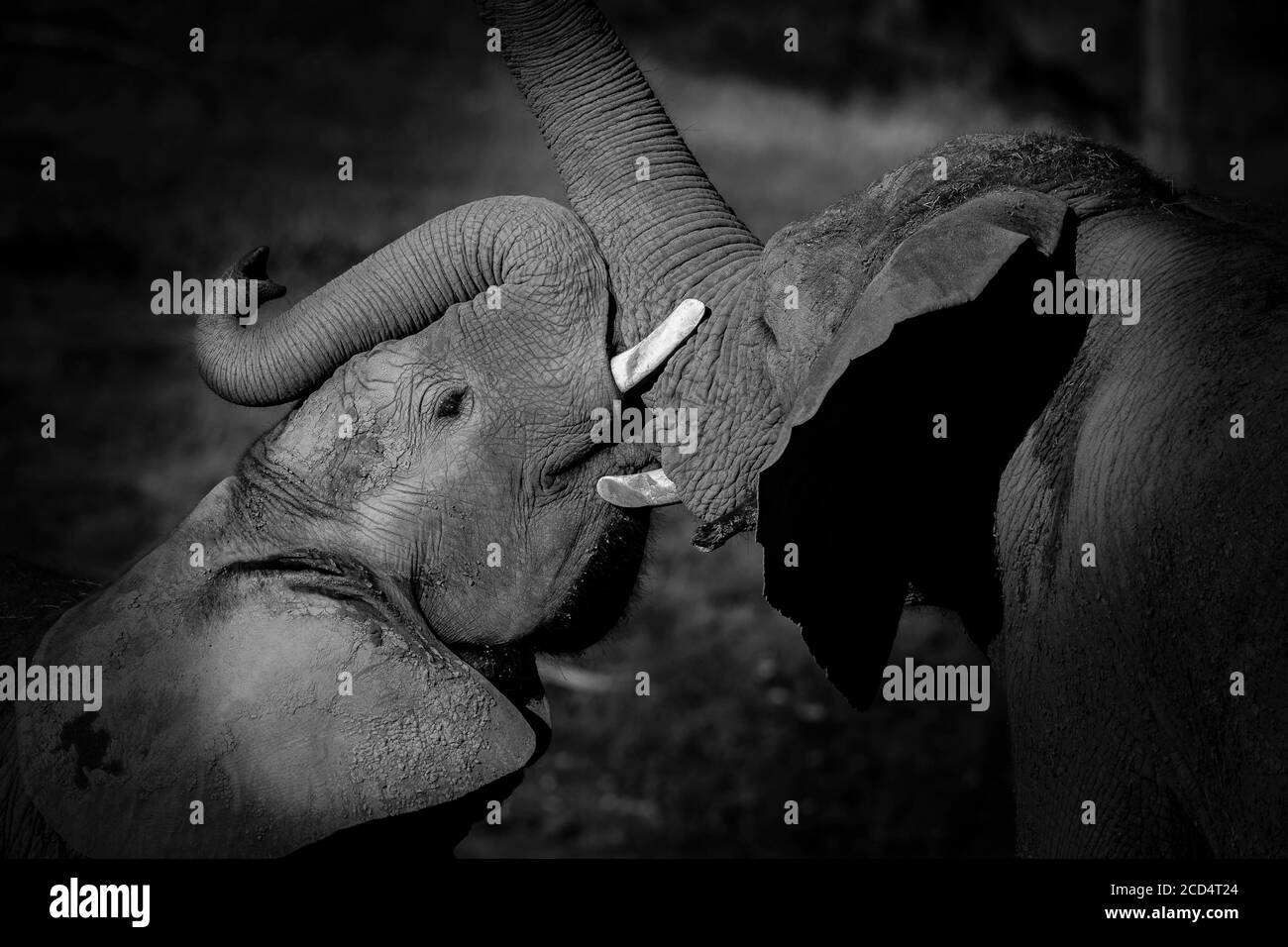 Monochrome close up of African elephants (Loxodonta africana) mother and young male bonding, showing affection, outdoors West Midland Safari Park, UK. Stock Photo