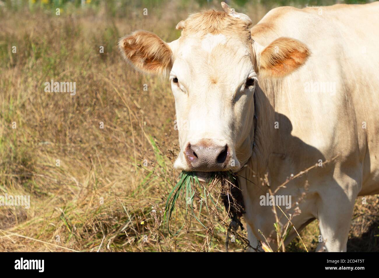 Cream colored cow eating grass on the meadow. The symbol of the new ...