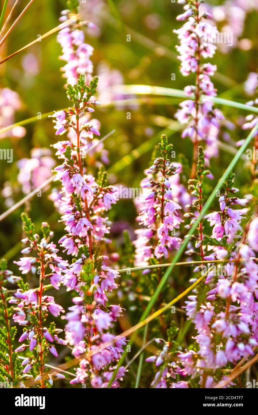 Purple heather flowers illuminated by evening sun. Stock Photo