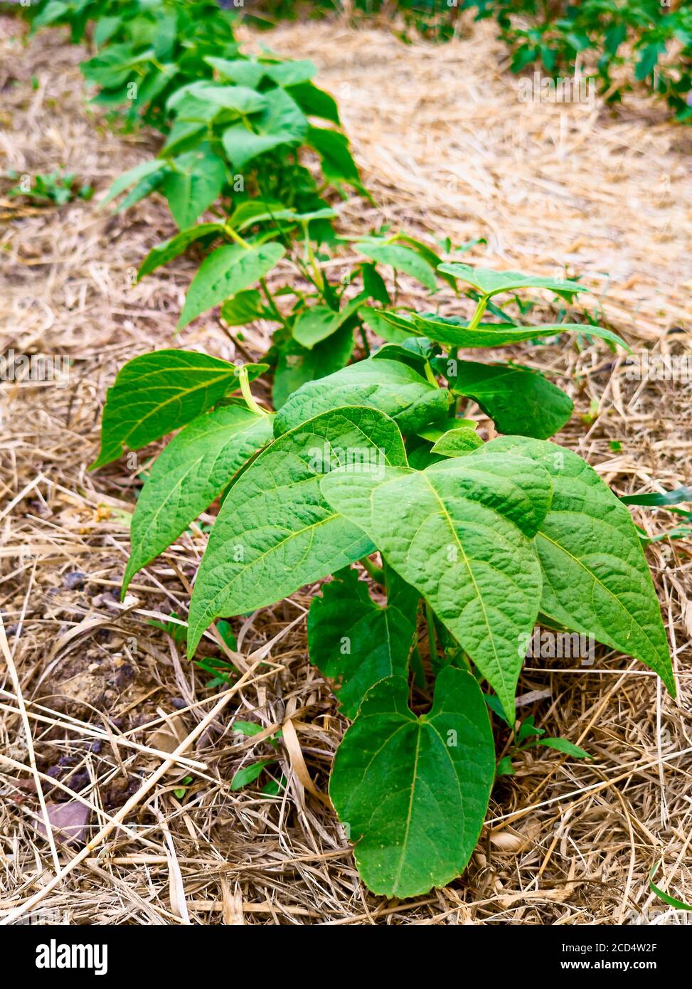 Cultivos cultivos cultivos hi-res stock photography and images - Alamy