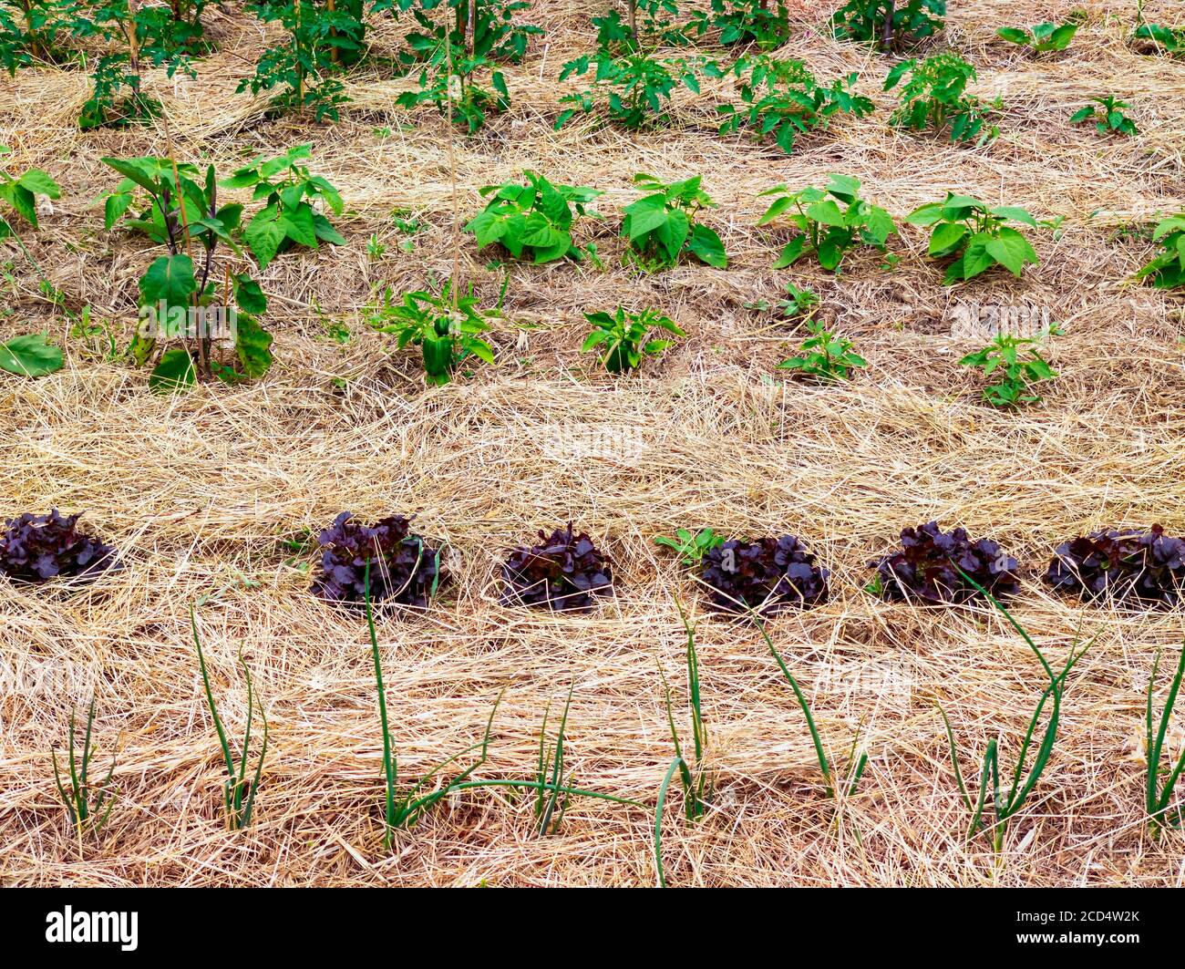 Cultivos cultivos cultivos hi-res stock photography and images - Alamy