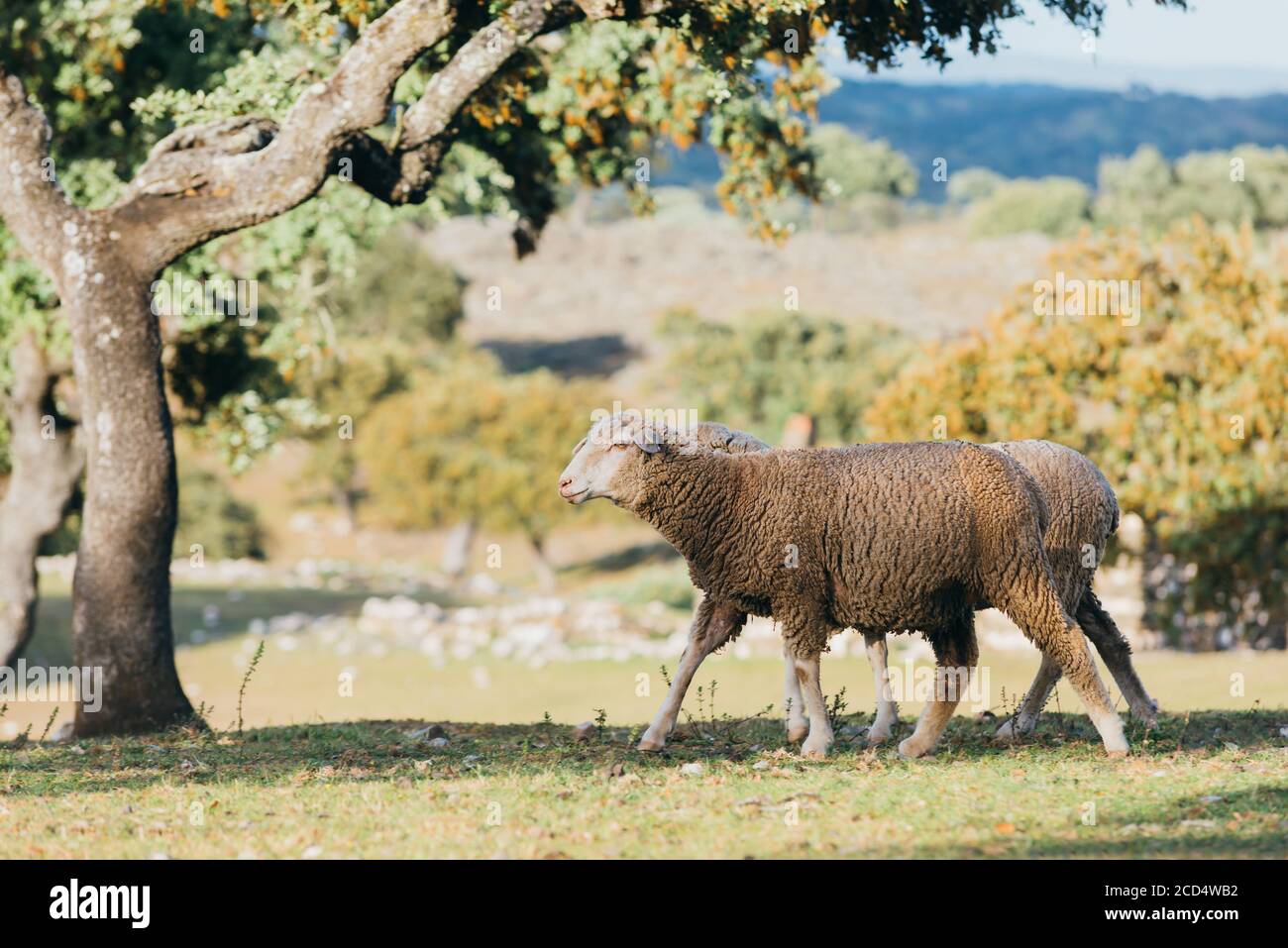 Sheeps grazing in the Field. Stock Photo
