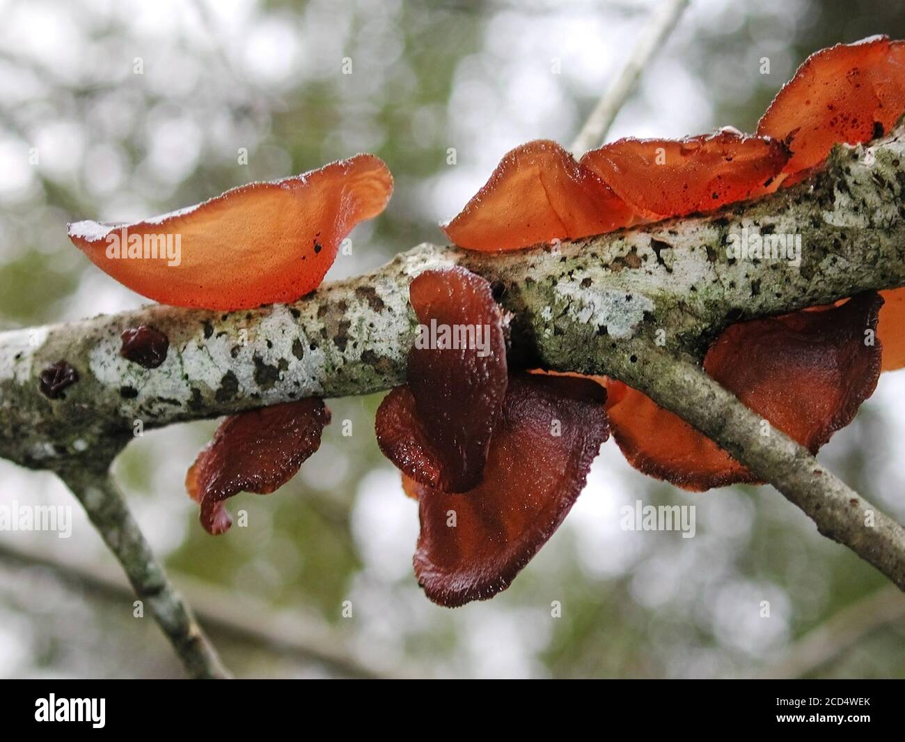 This is a form of fungi found in natural settings around the world.; This one is found in a forested area of North Central Florida. Jelly Fungus Stock Photo
