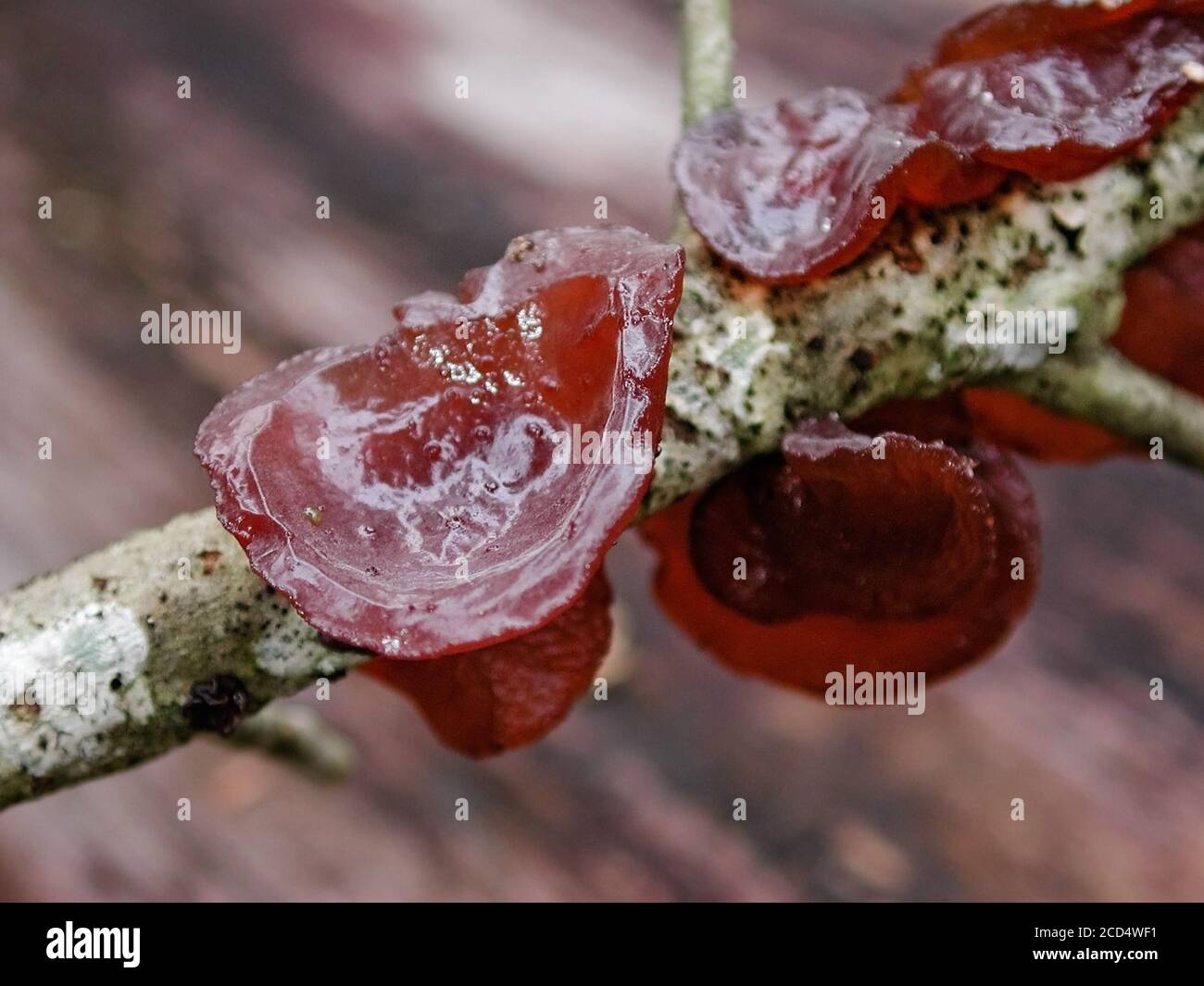 This is a form of fungi found in natural settings around the world.; This one is found in a forested area of North Central Florida. Jelly Fungus Stock Photo