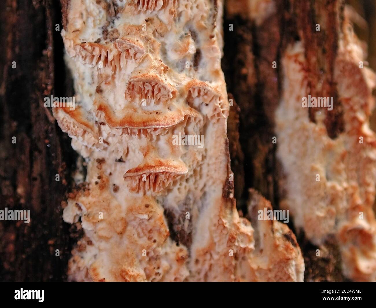 Mushrooms are a form of fungi found in natural settings around the world.; This one is found in a forested area of North Central Florida. Stock Photo