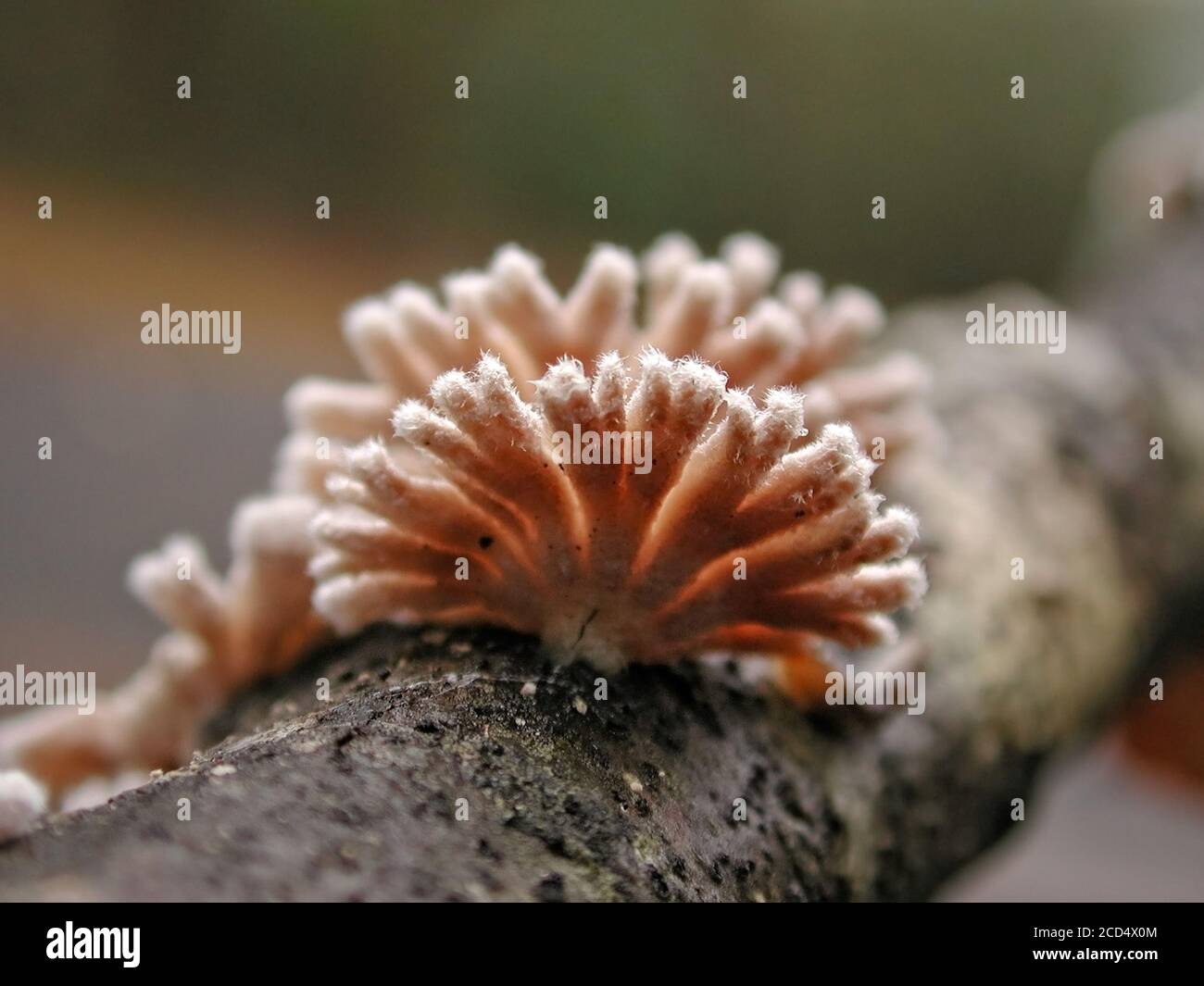 Mushrooms are a form of fungi found in natural settings around the world.  This one is found in a forested area of North Central Florida.  It is the f Stock Photo