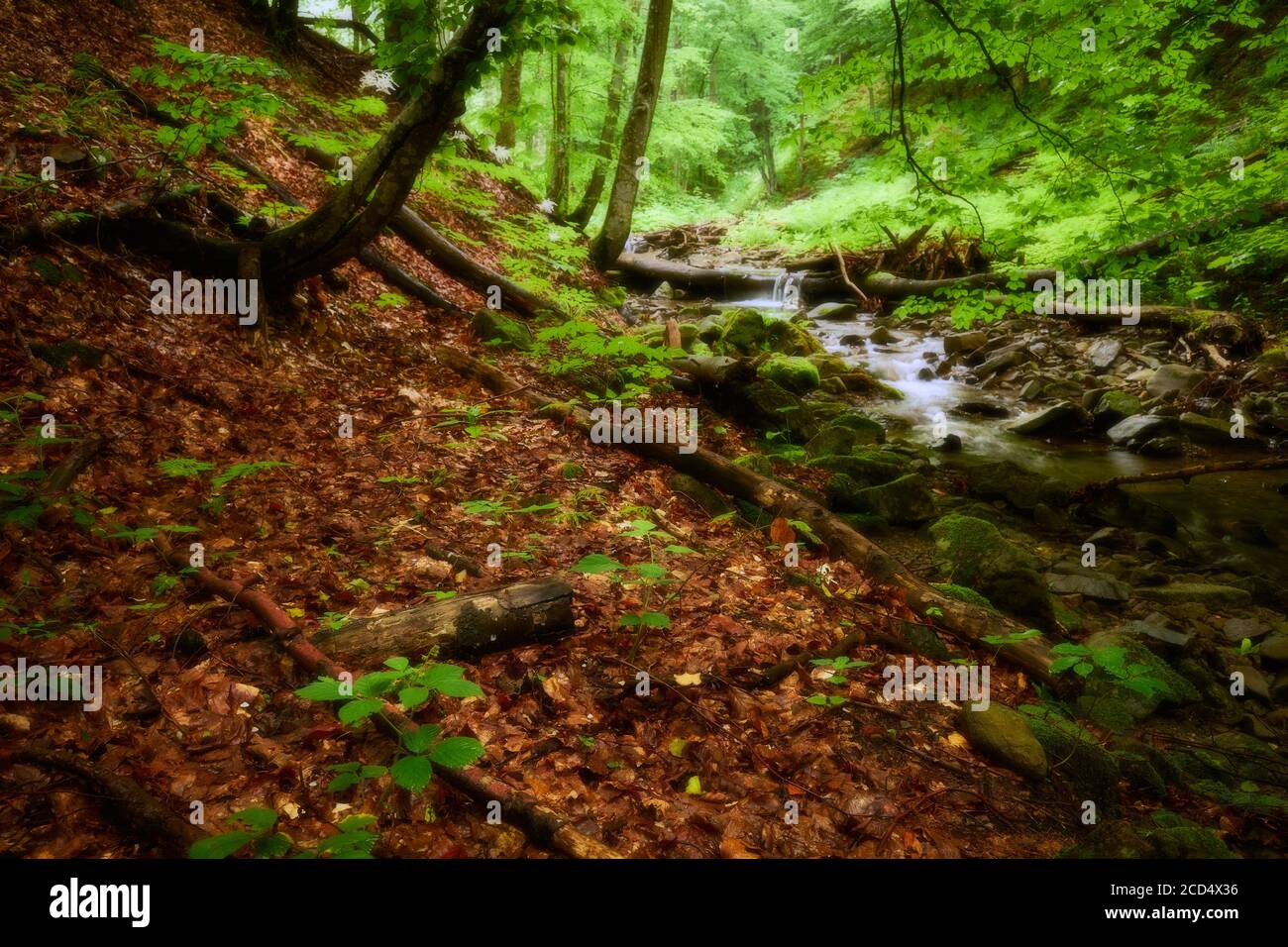 Dreamlike forest. Psychedelic woodland scene from the Carpathian Mountains Stock Photo