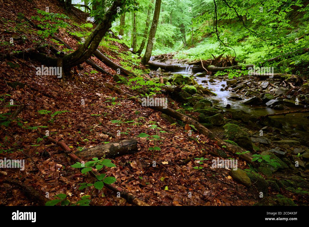 Wooded mountain stream bank. A mountain stream in the forest runs among the sloping banks strewn with fallen leaves. Stock Photo